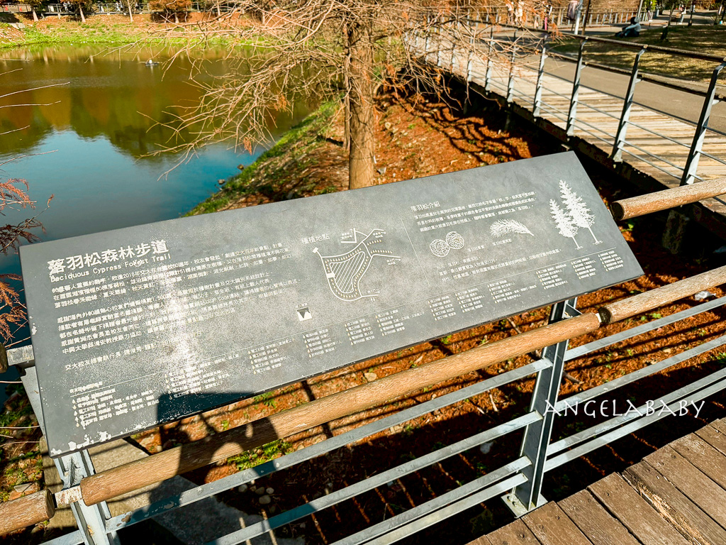新竹景點『國立陽明交通大學落羽松』落羽松秘境推薦 @梅格(Angelababy)享樂日記