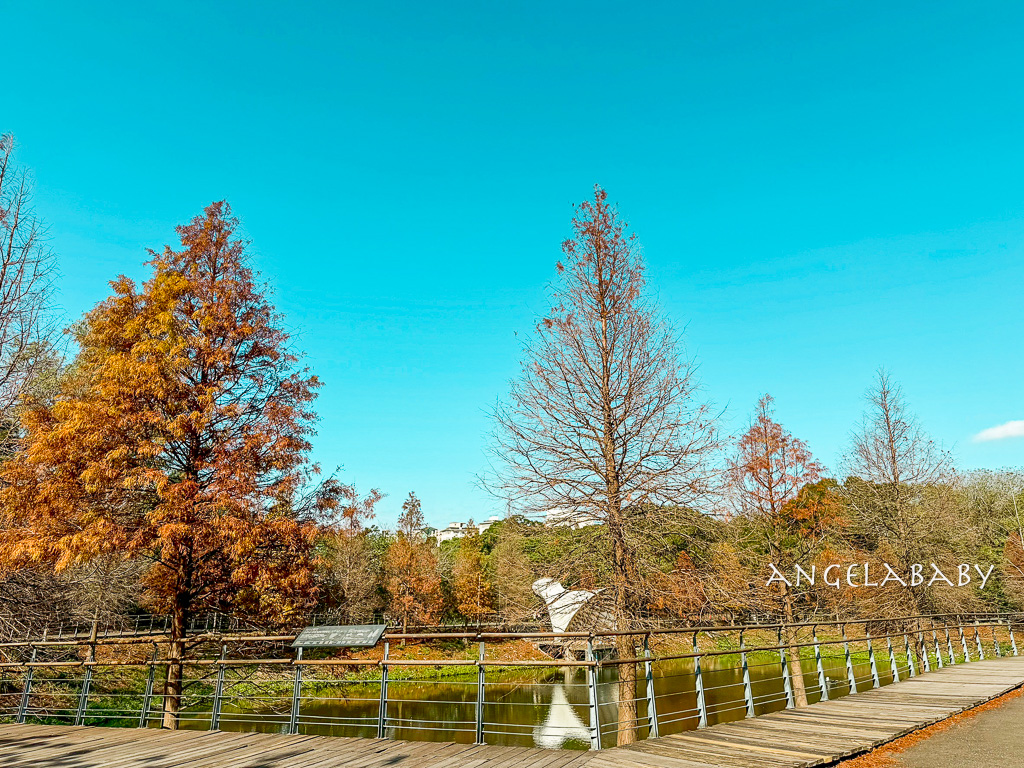 新竹景點『國立陽明交通大學落羽松』落羽松秘境推薦 @梅格(Angelababy)享樂日記