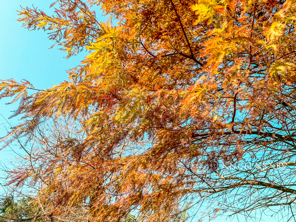 新竹景點『國立陽明交通大學落羽松』落羽松秘境推薦 @梅格(Angelababy)享樂日記