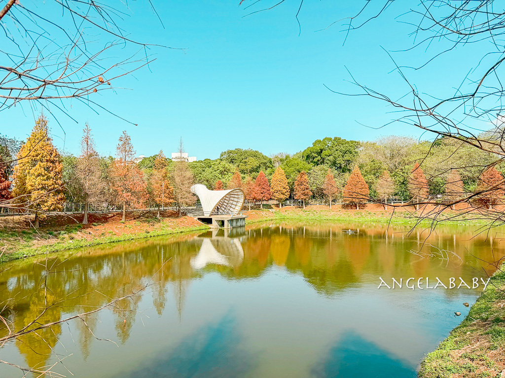新竹景點『國立陽明交通大學落羽松』落羽松秘境推薦 @梅格(Angelababy)享樂日記