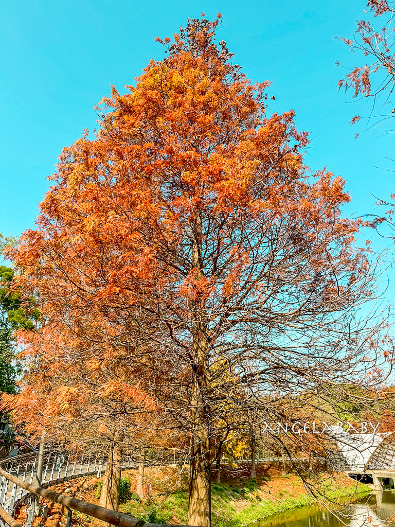 新竹景點『國立陽明交通大學落羽松』落羽松秘境推薦 @梅格(Angelababy)享樂日記