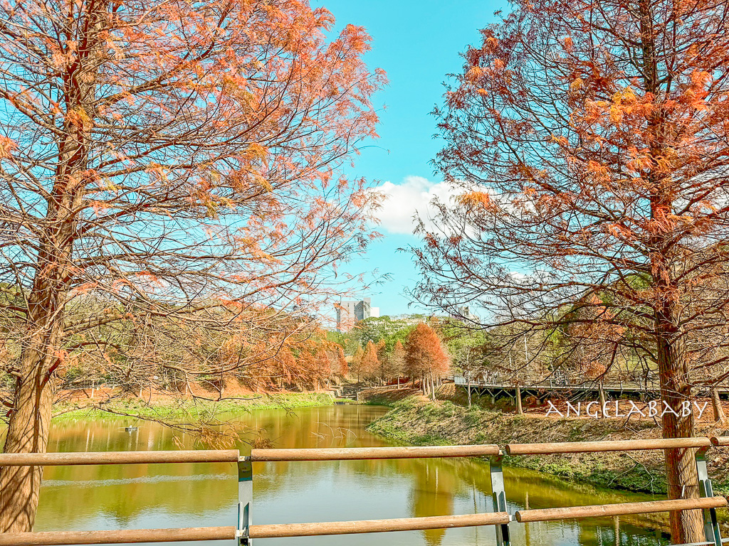 新竹景點『國立陽明交通大學落羽松』落羽松秘境推薦 @梅格(Angelababy)享樂日記
