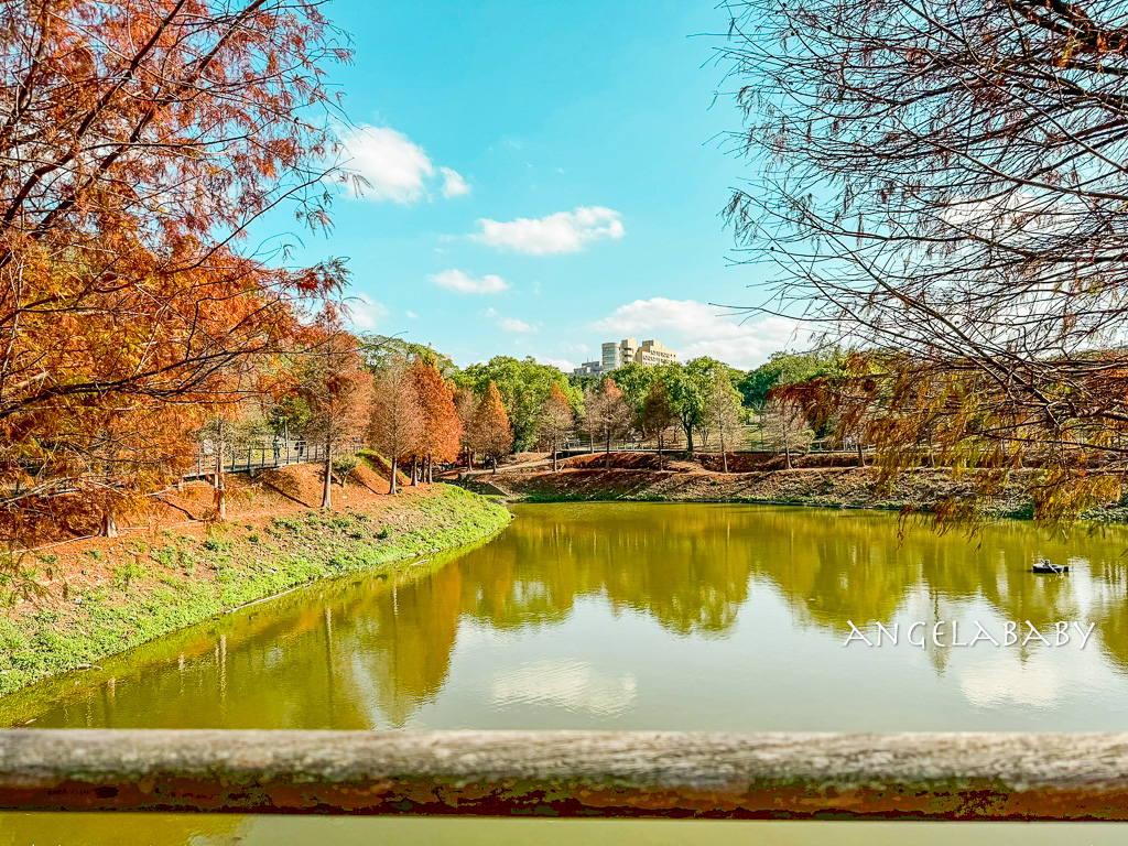 新竹景點『國立陽明交通大學落羽松』落羽松秘境推薦 @梅格(Angelababy)享樂日記