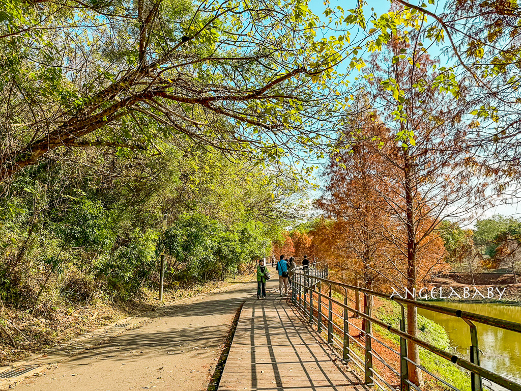 新竹景點『國立陽明交通大學落羽松』落羽松秘境推薦 @梅格(Angelababy)享樂日記