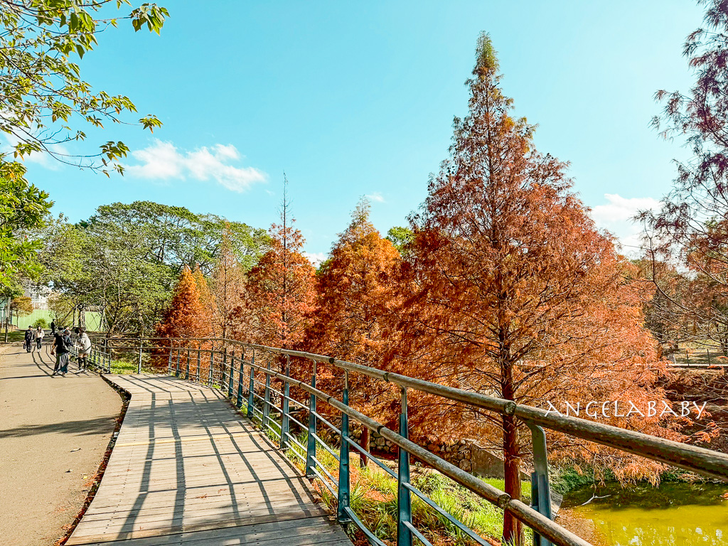 新竹景點『國立陽明交通大學落羽松』落羽松秘境推薦 @梅格(Angelababy)享樂日記
