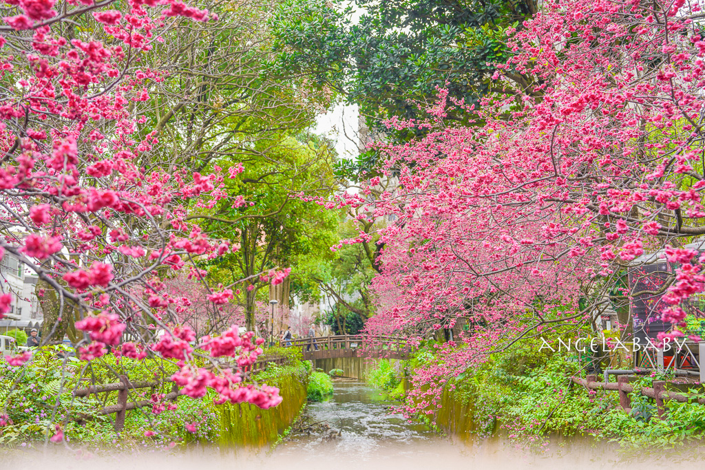 桃園賞櫻『莒光環保公園』櫻花公園、近中壢火車站 @梅格(Angelababy)享樂日記 桃園賞櫻『莒光環保公園』櫻花公園、近中壢火車站 @梅格(Angelababy)享樂日記