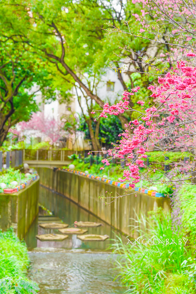 桃園賞櫻『莒光環保公園』櫻花公園、近中壢火車站 @梅格(Angelababy)享樂日記