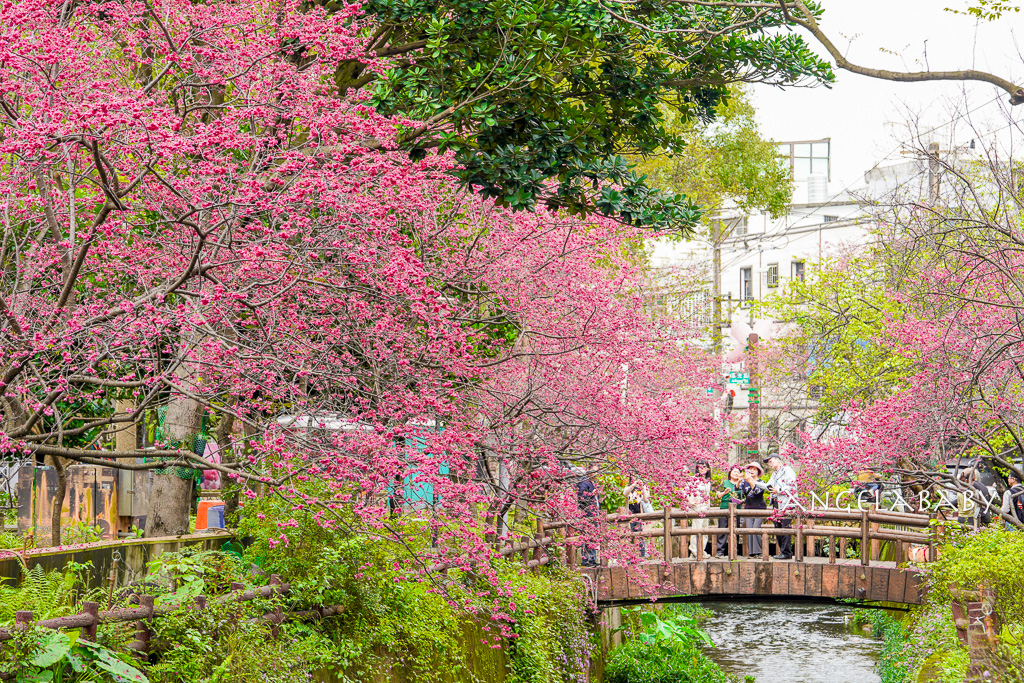桃園賞櫻『莒光環保公園』櫻花公園、近中壢火車站 @梅格(Angelababy)享樂日記 桃園賞櫻『莒光環保公園』櫻花公園、近中壢火車站 @梅格(Angelababy)享樂日記