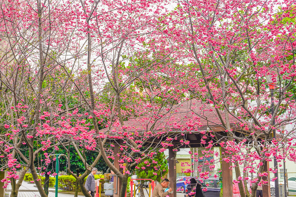 桃園賞櫻『莒光環保公園』櫻花公園、近中壢火車站 @梅格(Angelababy)享樂日記