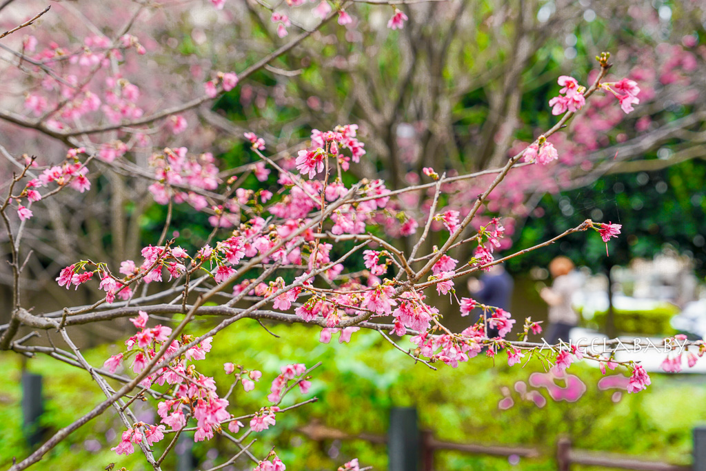 桃園賞櫻『莒光環保公園』櫻花公園、近中壢火車站 @梅格(Angelababy)享樂日記