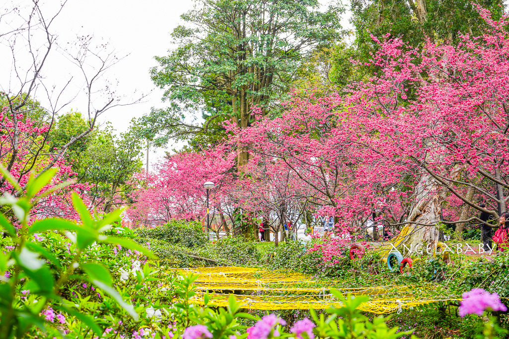 桃園賞櫻『莒光環保公園』櫻花公園、近中壢火車站 @梅格(Angelababy)享樂日記 桃園賞櫻『莒光環保公園』櫻花公園、近中壢火車站 @梅格(Angelababy)享樂日記