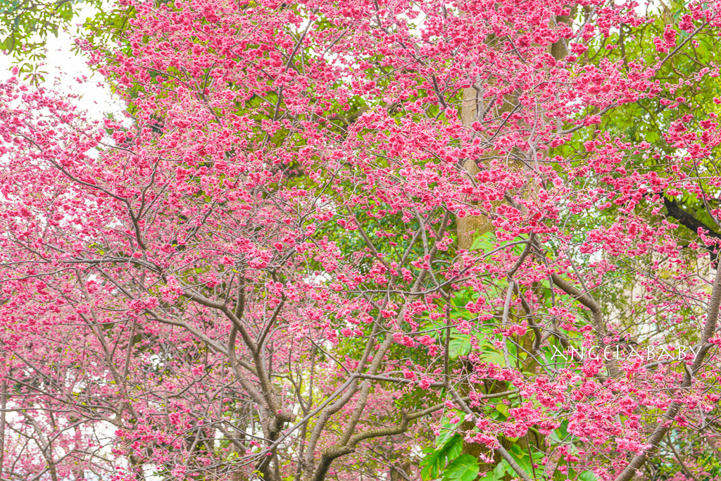 桃園賞櫻『莒光環保公園』櫻花公園、近中壢火車站 @梅格(Angelababy)享樂日記
