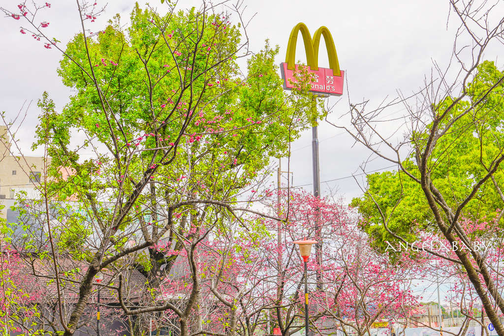 桃園賞櫻『莒光環保公園』櫻花公園、近中壢火車站 @梅格(Angelababy)享樂日記