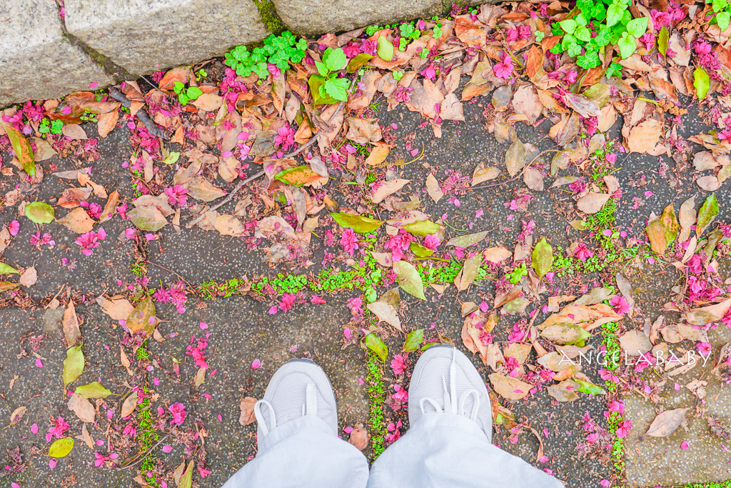 桃園賞櫻『莒光環保公園』櫻花公園、近中壢火車站 @梅格(Angelababy)享樂日記