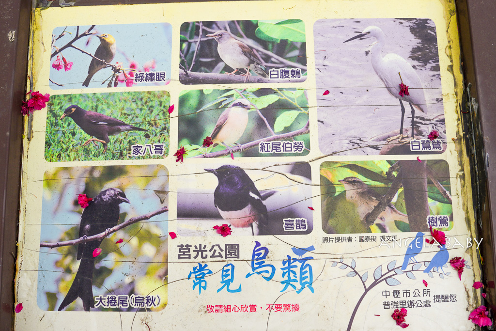 桃園賞櫻『莒光環保公園』櫻花公園、近中壢火車站 @梅格(Angelababy)享樂日記