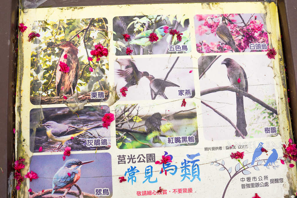 桃園賞櫻『莒光環保公園』櫻花公園、近中壢火車站 @梅格(Angelababy)享樂日記 桃園賞櫻『莒光環保公園』櫻花公園、近中壢火車站 @梅格(Angelababy)享樂日記