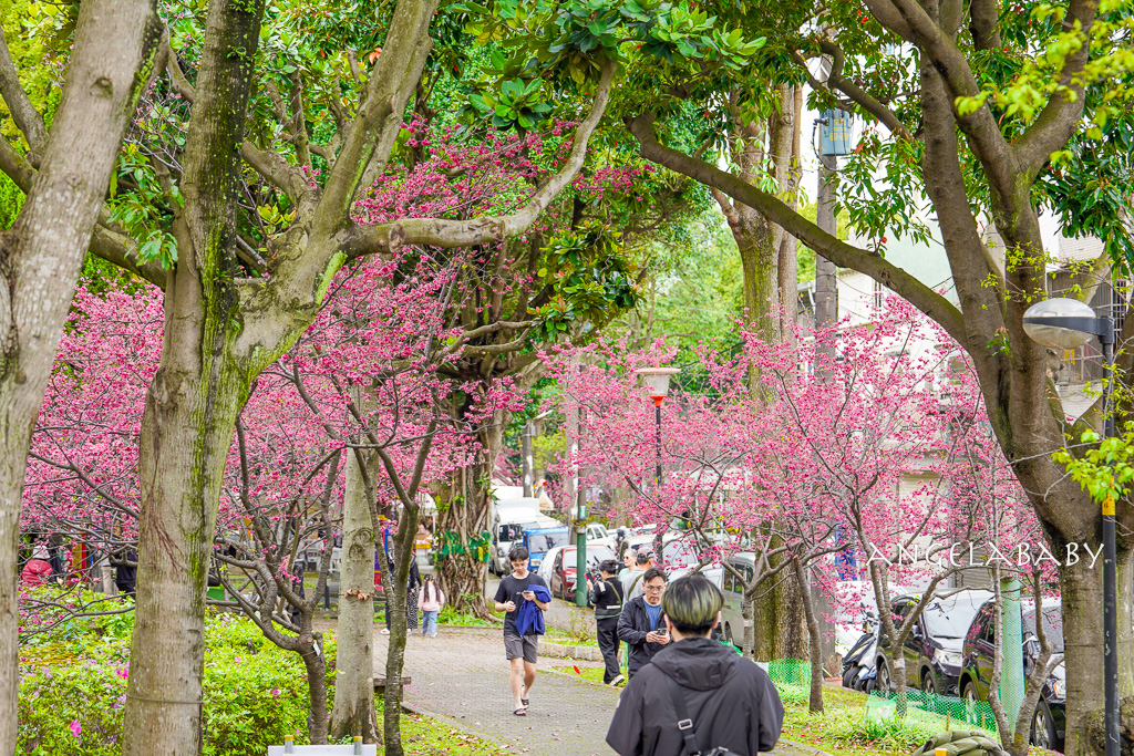 桃園賞櫻『莒光環保公園』櫻花公園、近中壢火車站 @梅格(Angelababy)享樂日記