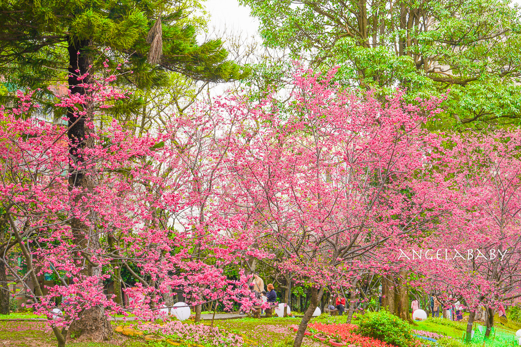 桃園賞櫻『莒光環保公園』櫻花公園、近中壢火車站 @梅格(Angelababy)享樂日記 桃園賞櫻『莒光環保公園』櫻花公園、近中壢火車站 @梅格(Angelababy)享樂日記