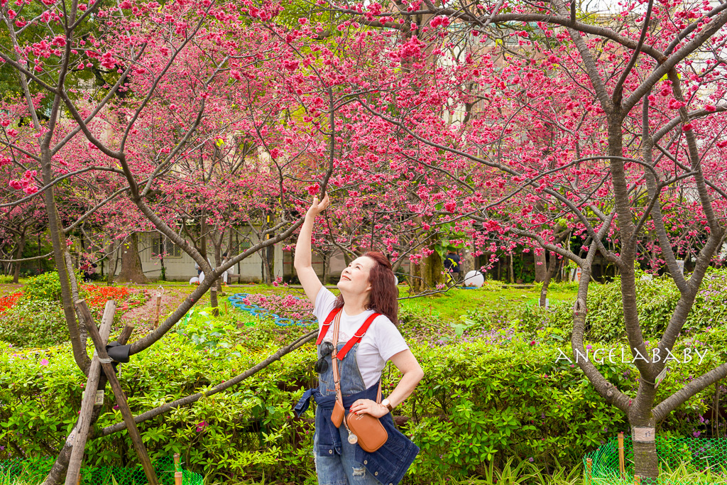 桃園賞櫻『莒光環保公園』櫻花公園、近中壢火車站 @梅格(Angelababy)享樂日記 桃園賞櫻『莒光環保公園』櫻花公園、近中壢火車站 @梅格(Angelababy)享樂日記