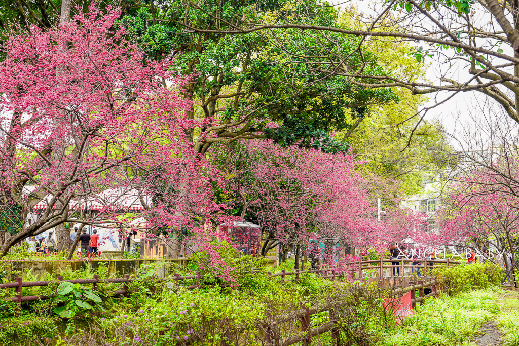 桃園賞櫻『莒光環保公園』櫻花公園、近中壢火車站 @梅格(Angelababy)享樂日記 桃園賞櫻『莒光環保公園』櫻花公園、近中壢火車站 @梅格(Angelababy)享樂日記