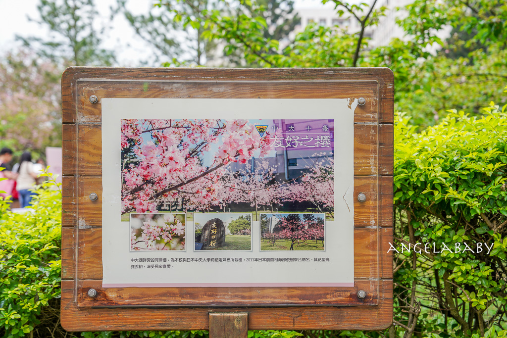 桃園賞櫻推薦『中央大學』中大湖畔的日本友好之櫻 @梅格(Angelababy)享樂日記 桃園賞櫻推薦『中央大學』中大湖畔的日本友好之櫻 @梅格(Angelababy)享樂日記