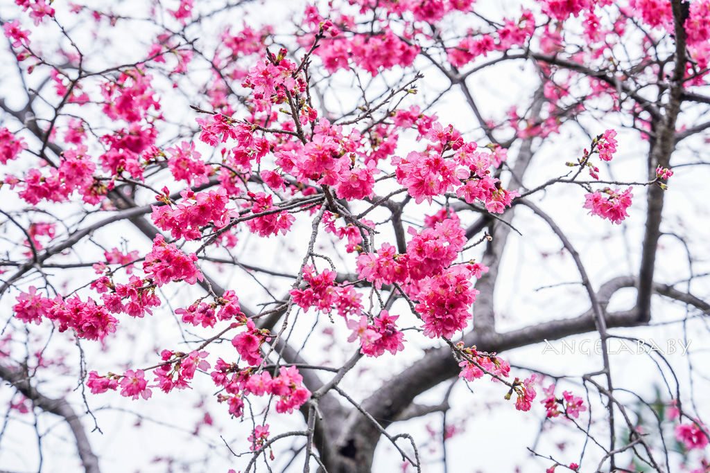 桃園賞櫻推薦『中央大學』中大湖畔的日本友好之櫻 @梅格(Angelababy)享樂日記 桃園賞櫻推薦『中央大學』中大湖畔的日本友好之櫻 @梅格(Angelababy)享樂日記