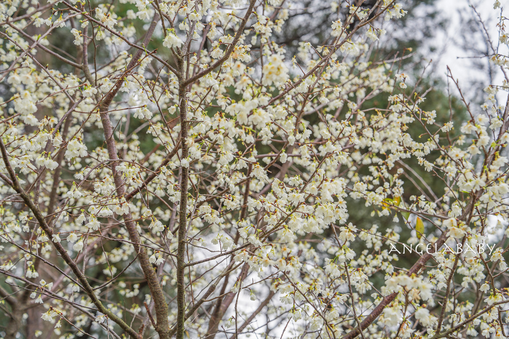 桃園賞櫻推薦『中央大學』中大湖畔的日本友好之櫻 @梅格(Angelababy)享樂日記