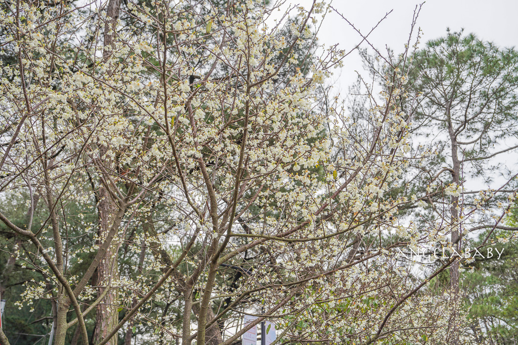 桃園賞櫻推薦『中央大學』中大湖畔的日本友好之櫻 @梅格(Angelababy)享樂日記 桃園賞櫻推薦『中央大學』中大湖畔的日本友好之櫻 @梅格(Angelababy)享樂日記