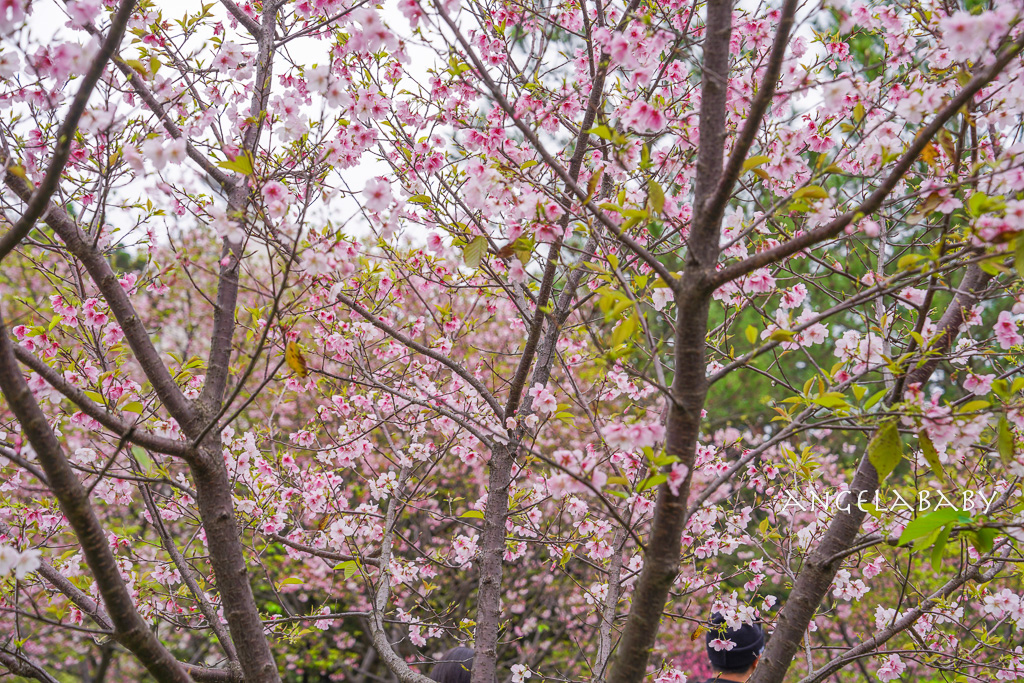 三重滷肉飯推薦『滷好記豬腳飯』菜單、萬巒豬腳、腿庫飯 @梅格(Angelababy)享樂日記