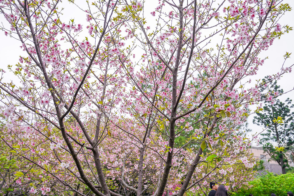桃園賞櫻推薦『中央大學』中大湖畔的日本友好之櫻 @梅格(Angelababy)享樂日記