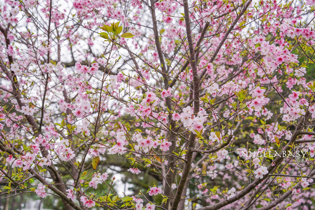 桃園賞櫻推薦『中央大學』中大湖畔的日本友好之櫻 @梅格(Angelababy)享樂日記