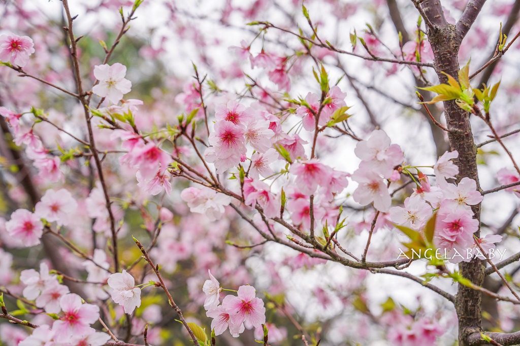 桃園賞櫻推薦『中央大學』中大湖畔的日本友好之櫻 @梅格(Angelababy)享樂日記