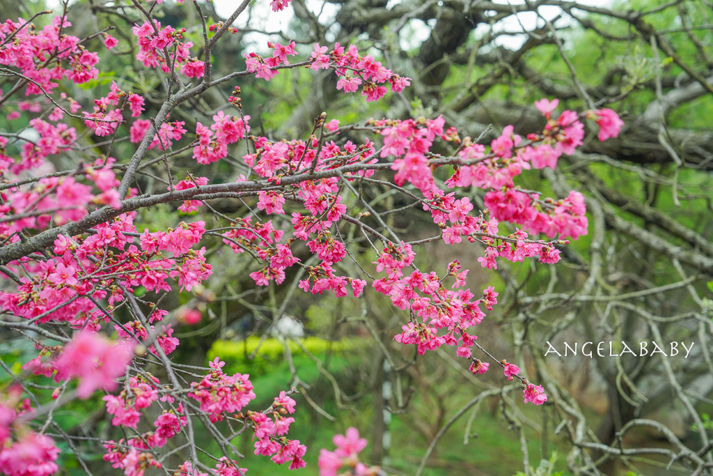 桃園賞櫻推薦『中央大學』中大湖畔的日本友好之櫻 @梅格(Angelababy)享樂日記 桃園賞櫻推薦『中央大學』中大湖畔的日本友好之櫻 @梅格(Angelababy)享樂日記