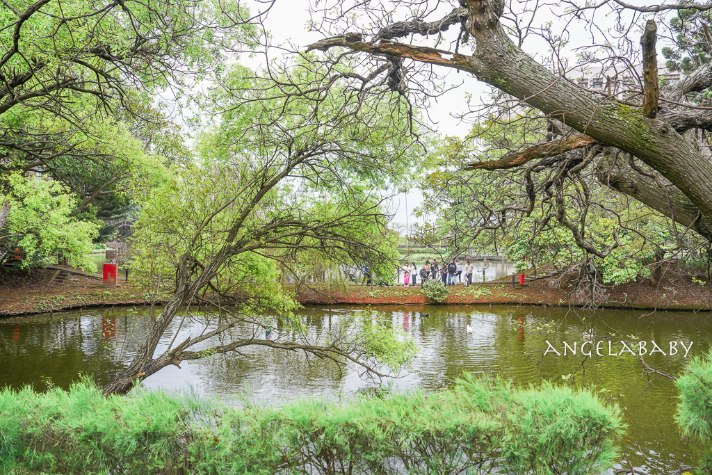 桃園賞櫻推薦『中央大學』中大湖畔的日本友好之櫻 @梅格(Angelababy)享樂日記