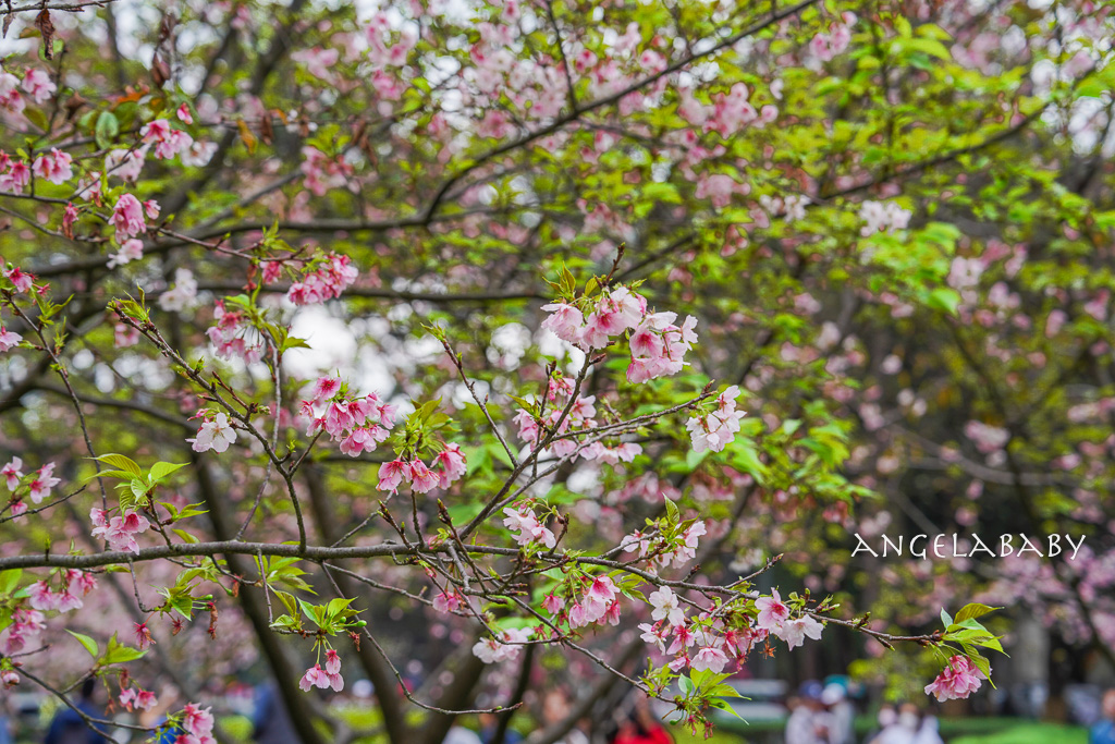 桃園賞櫻推薦『中央大學』中大湖畔的日本友好之櫻 @梅格(Angelababy)享樂日記