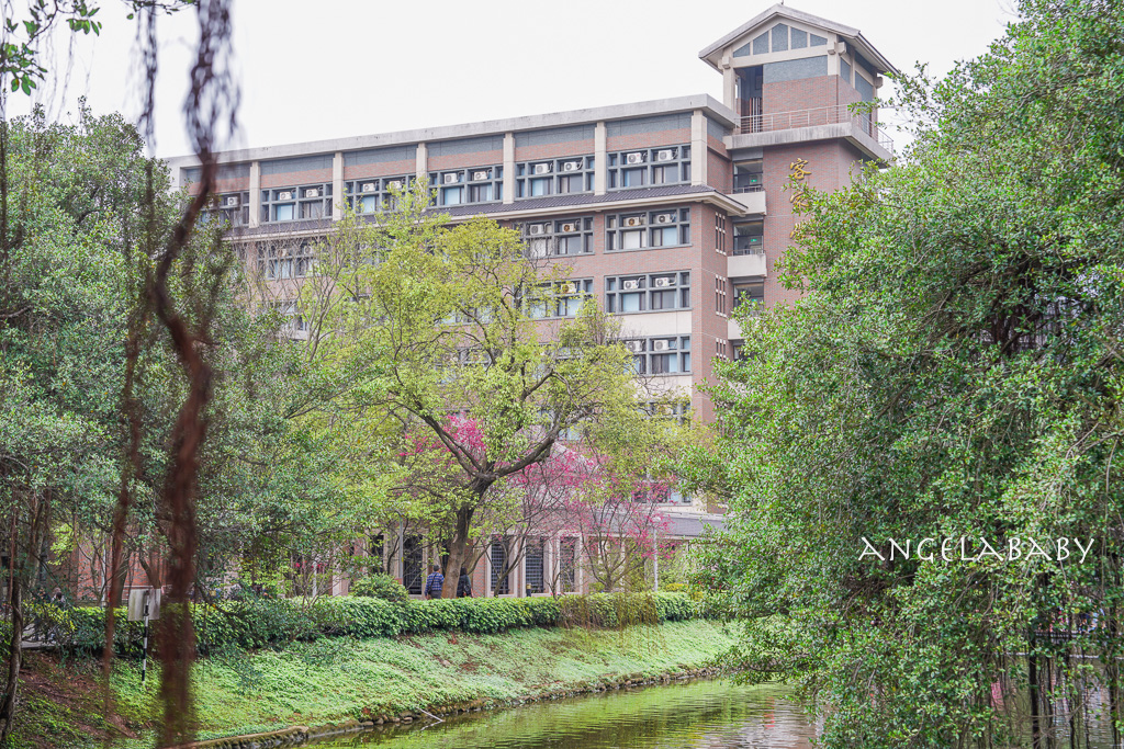 桃園賞櫻推薦『中央大學』中大湖畔的日本友好之櫻 @梅格(Angelababy)享樂日記