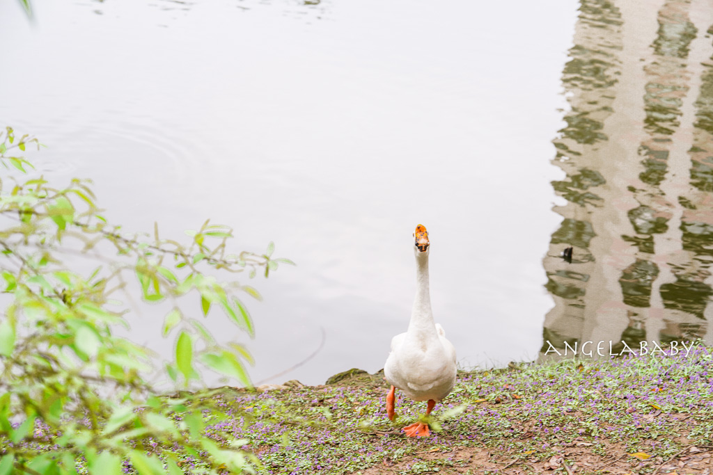 桃園賞櫻推薦『中央大學』中大湖畔的日本友好之櫻 @梅格(Angelababy)享樂日記