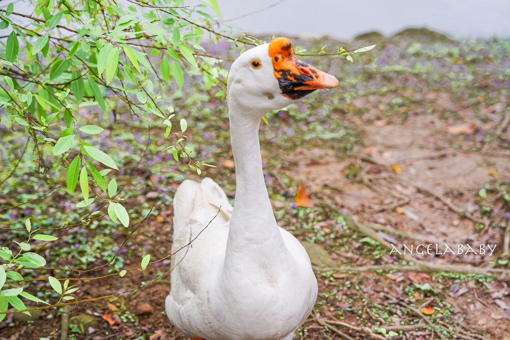 桃園賞櫻推薦『中央大學』中大湖畔的日本友好之櫻 @梅格(Angelababy)享樂日記 桃園賞櫻推薦『中央大學』中大湖畔的日本友好之櫻 @梅格(Angelababy)享樂日記