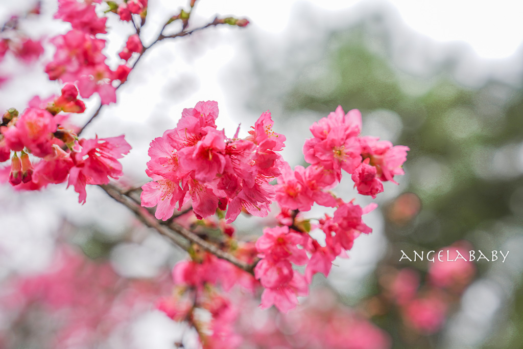 桃園賞櫻推薦『中央大學』中大湖畔的日本友好之櫻 @梅格(Angelababy)享樂日記