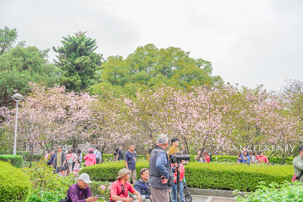 桃園賞櫻推薦『中央大學』中大湖畔的日本友好之櫻 @梅格(Angelababy)享樂日記
