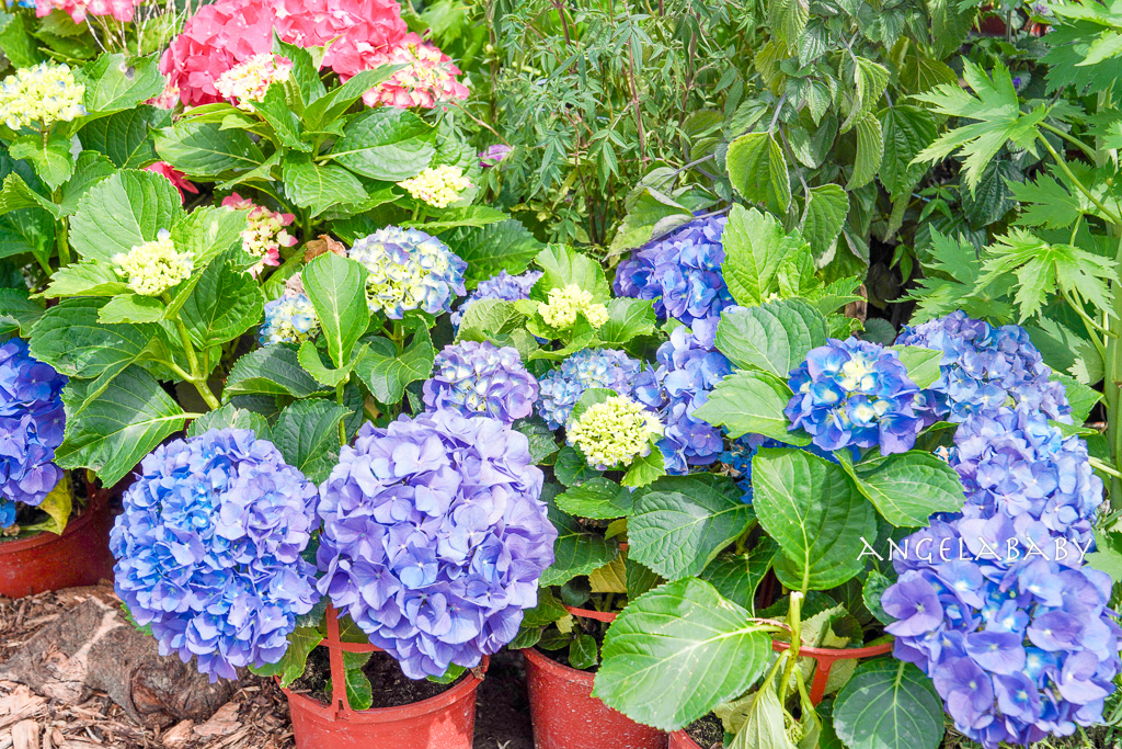 台北免費賞花｜大安森林公園繡球花、杜鵑花季 不容錯過的夢幻百花花園（花季至3/31) @梅格(Angelababy)享樂日記