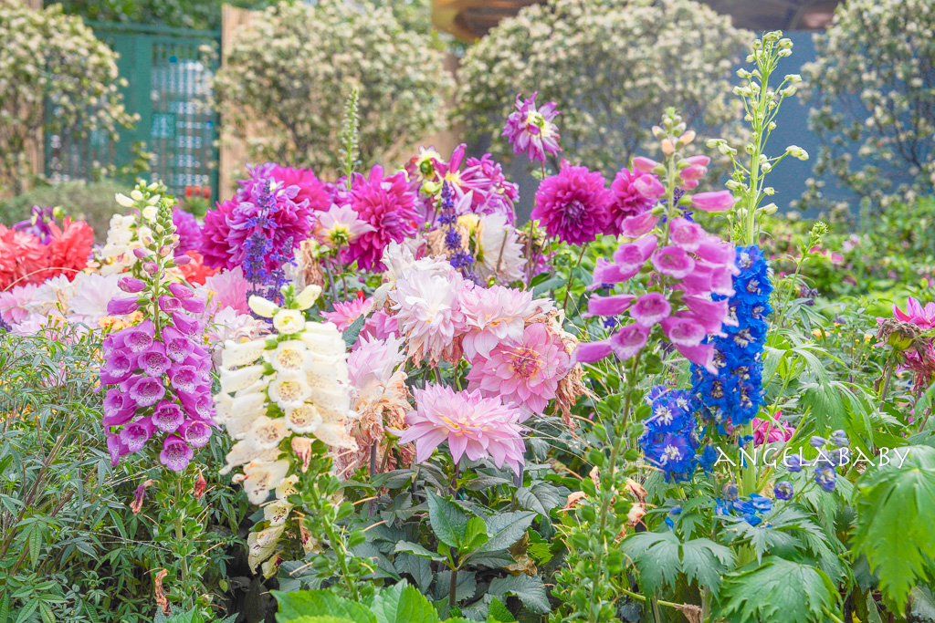 台北免費賞花｜大安森林公園繡球花、杜鵑花季 不容錯過的夢幻百花花園（花季至3/31) @梅格(Angelababy)享樂日記
