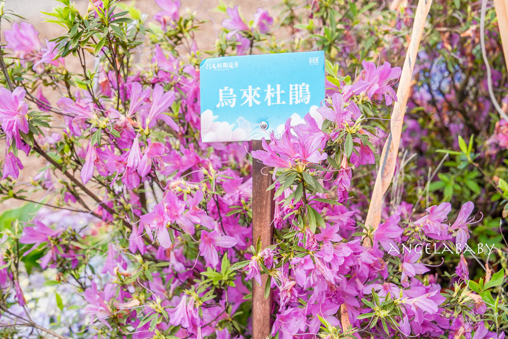 台北免費賞花｜大安森林公園繡球花、杜鵑花季 不容錯過的夢幻百花花園（花季至3/31) @梅格(Angelababy)享樂日記