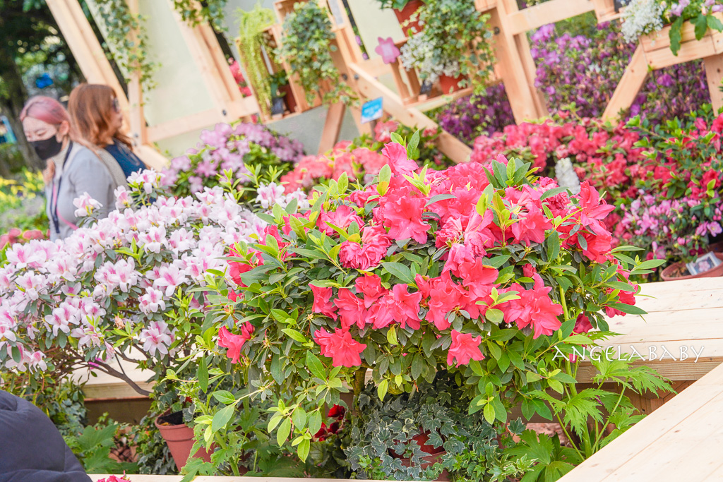 台北免費賞花｜大安森林公園繡球花、杜鵑花季 不容錯過的夢幻百花花園（花季至3/31) @梅格(Angelababy)享樂日記