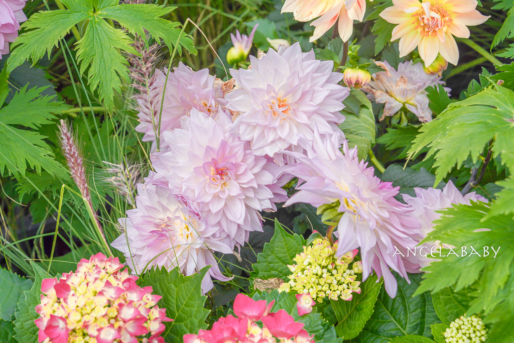 台北免費賞花｜大安森林公園繡球花、杜鵑花季 不容錯過的夢幻百花花園（花季至3/31) @梅格(Angelababy)享樂日記