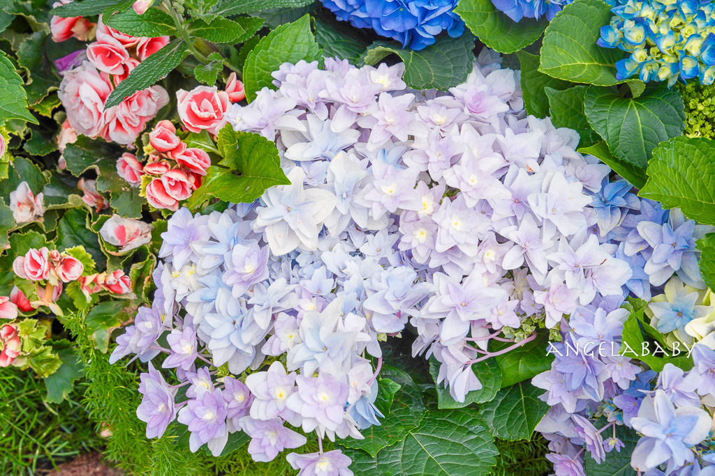 台北免費賞花｜大安森林公園繡球花、杜鵑花季 不容錯過的夢幻百花花園（花季至3/31) @梅格(Angelababy)享樂日記