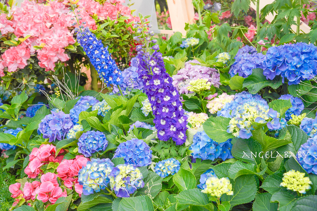 台北免費賞花｜大安森林公園繡球花、杜鵑花季 不容錯過的夢幻百花花園（花季至3/31) @梅格(Angelababy)享樂日記