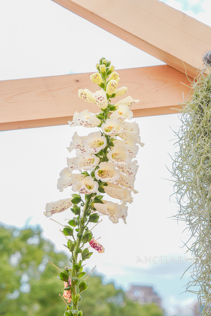 台北免費賞花｜大安森林公園繡球花、杜鵑花季 不容錯過的夢幻百花花園（花季至3/31) @梅格(Angelababy)享樂日記