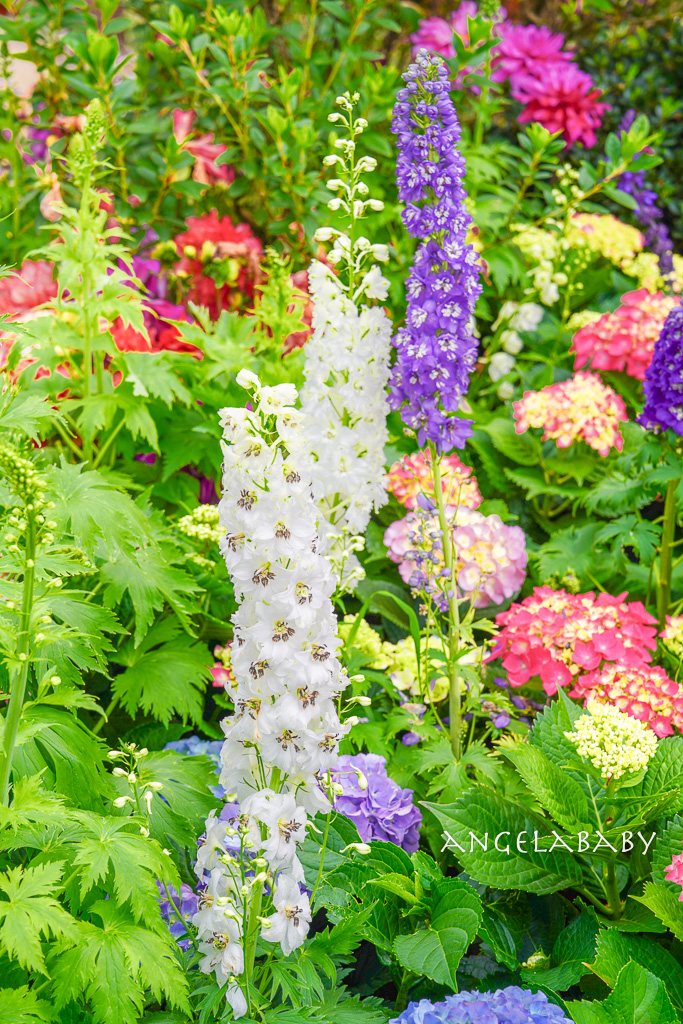 台北免費賞花｜大安森林公園繡球花、杜鵑花季 不容錯過的夢幻百花花園（花季至3/31) @梅格(Angelababy)享樂日記
