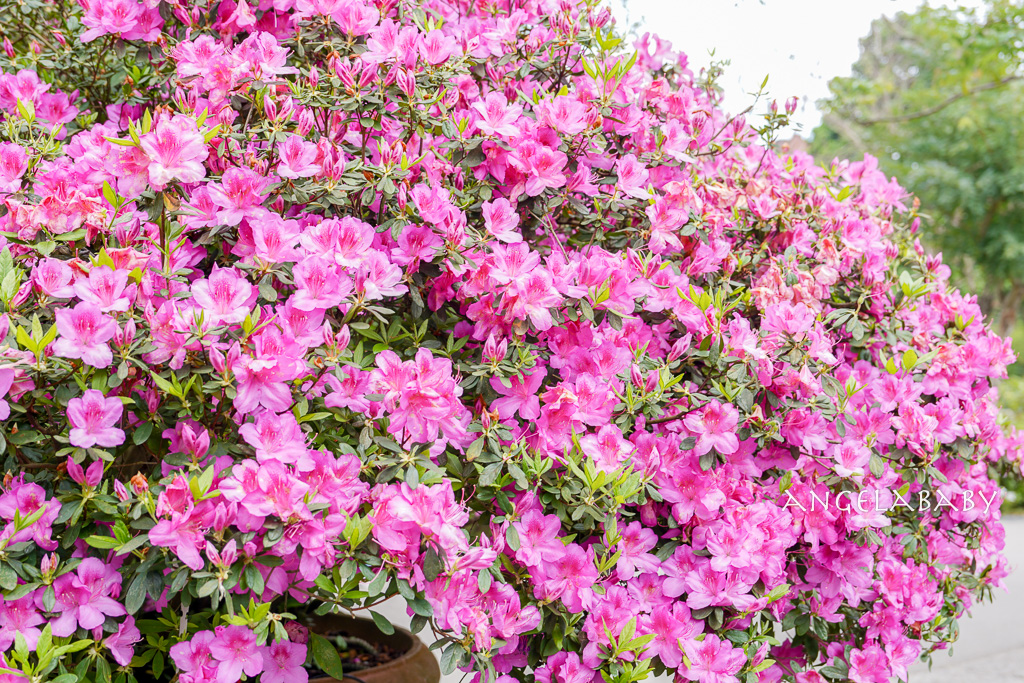 台北免費賞花｜大安森林公園繡球花、杜鵑花季 不容錯過的夢幻百花花園（花季至3/31) @梅格(Angelababy)享樂日記